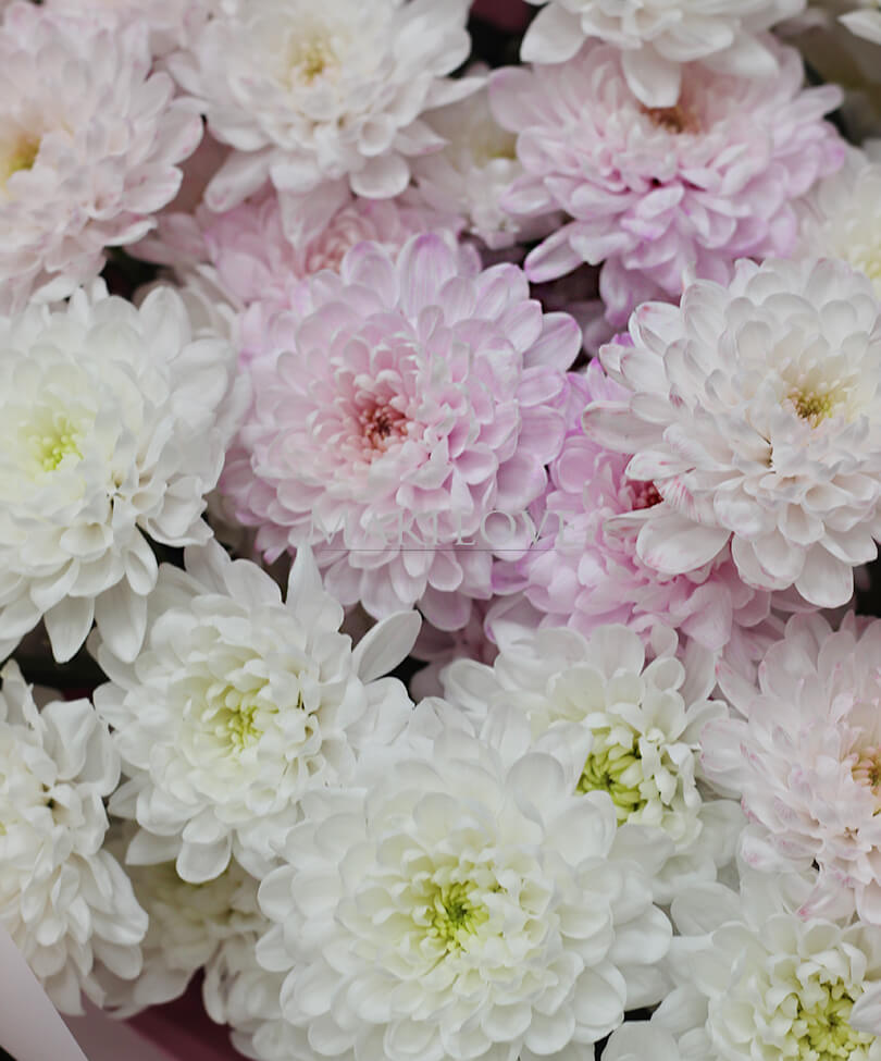 Букет из 9 нежных хризантем