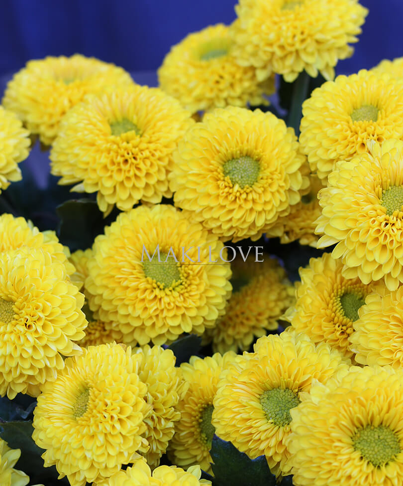 Букет из 5 желтых хризантем