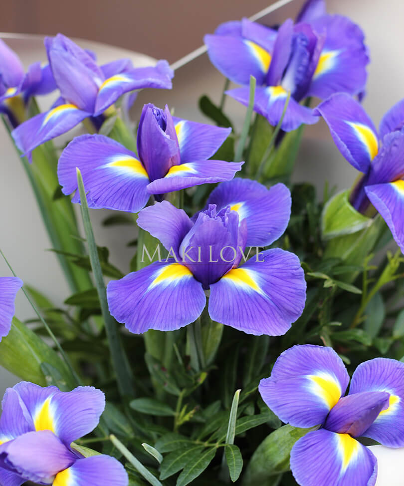 Ирисы в крафт бумаге