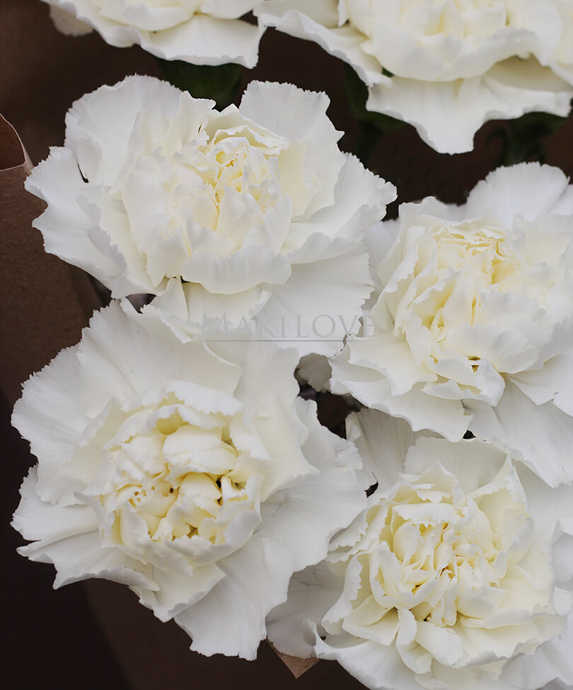 Букет гвоздик «9 мая»