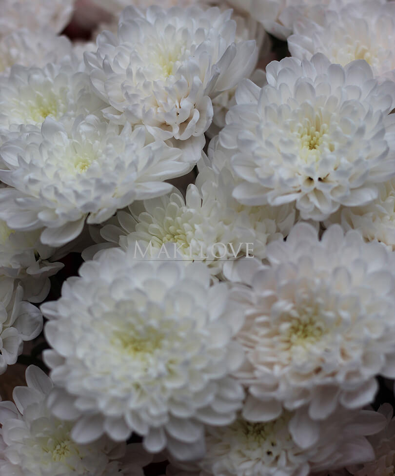 Облако хризантем