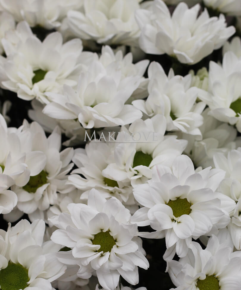 Букет из 11 хризантем