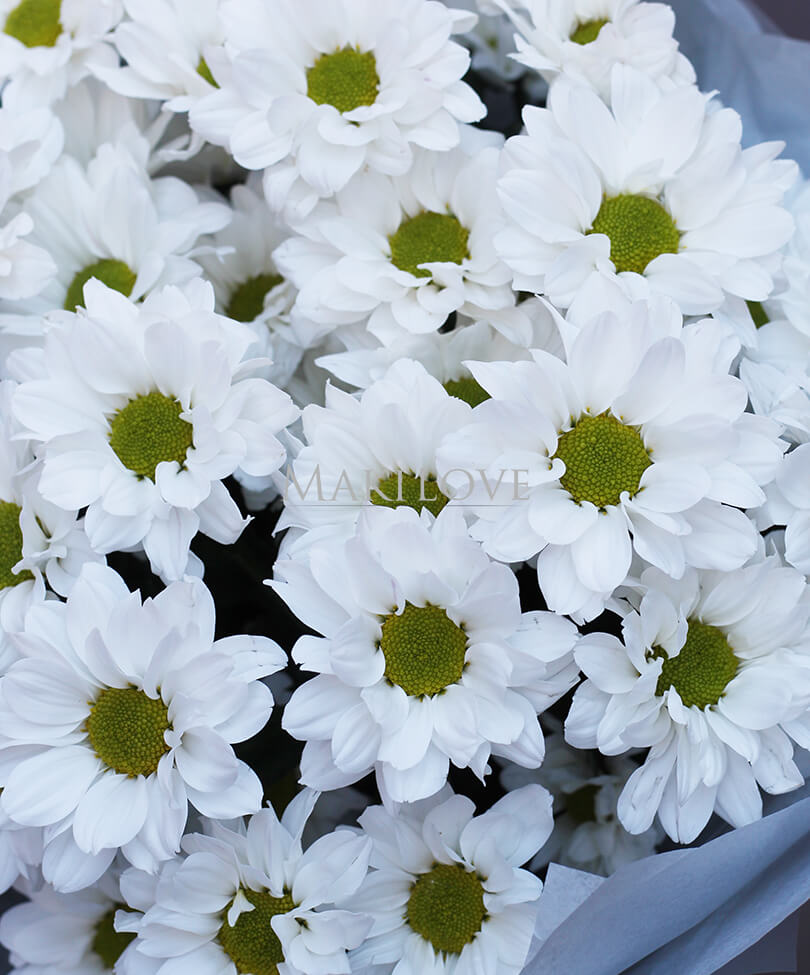 Букет из 5 хризантем