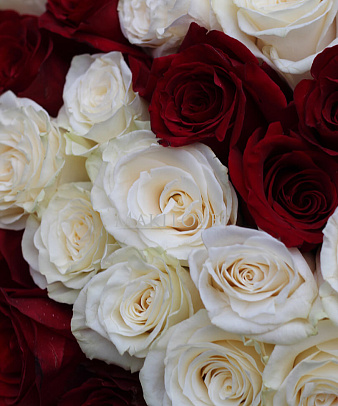 Сердце из 101 розы