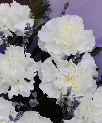 Букет диантусов «Северное сияние»